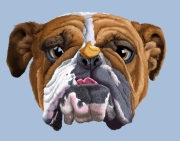 bulldog