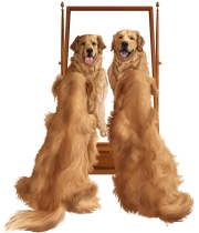 dogsmirror